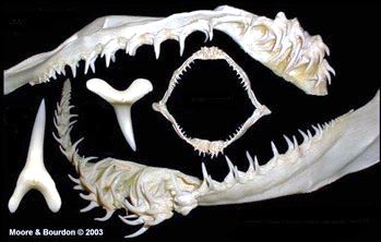 Mitsukurina owstoni _07.jpg